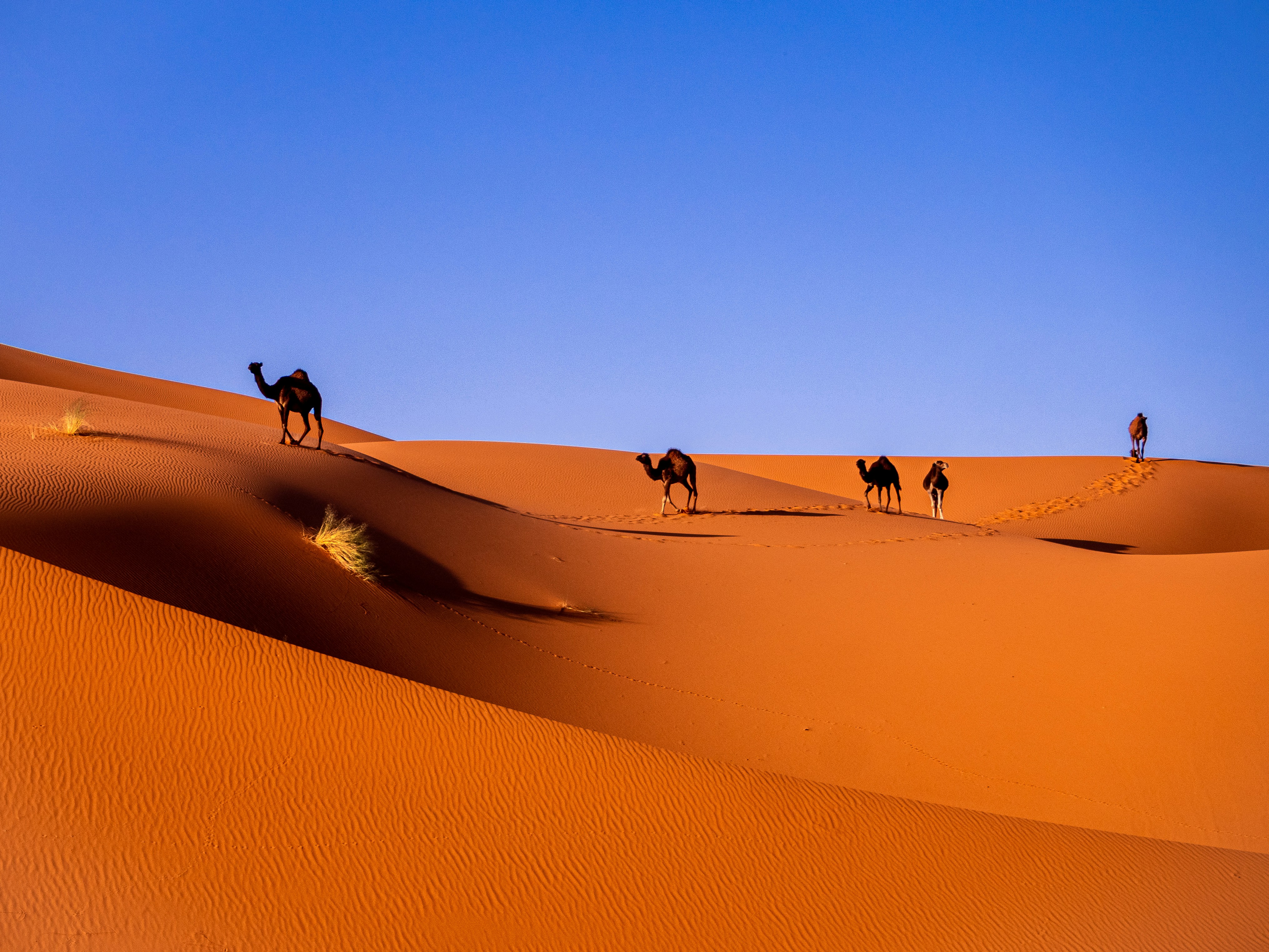 Camel caravan crossing the Sahara desert dunes at sunset in Merzouga, Morocco